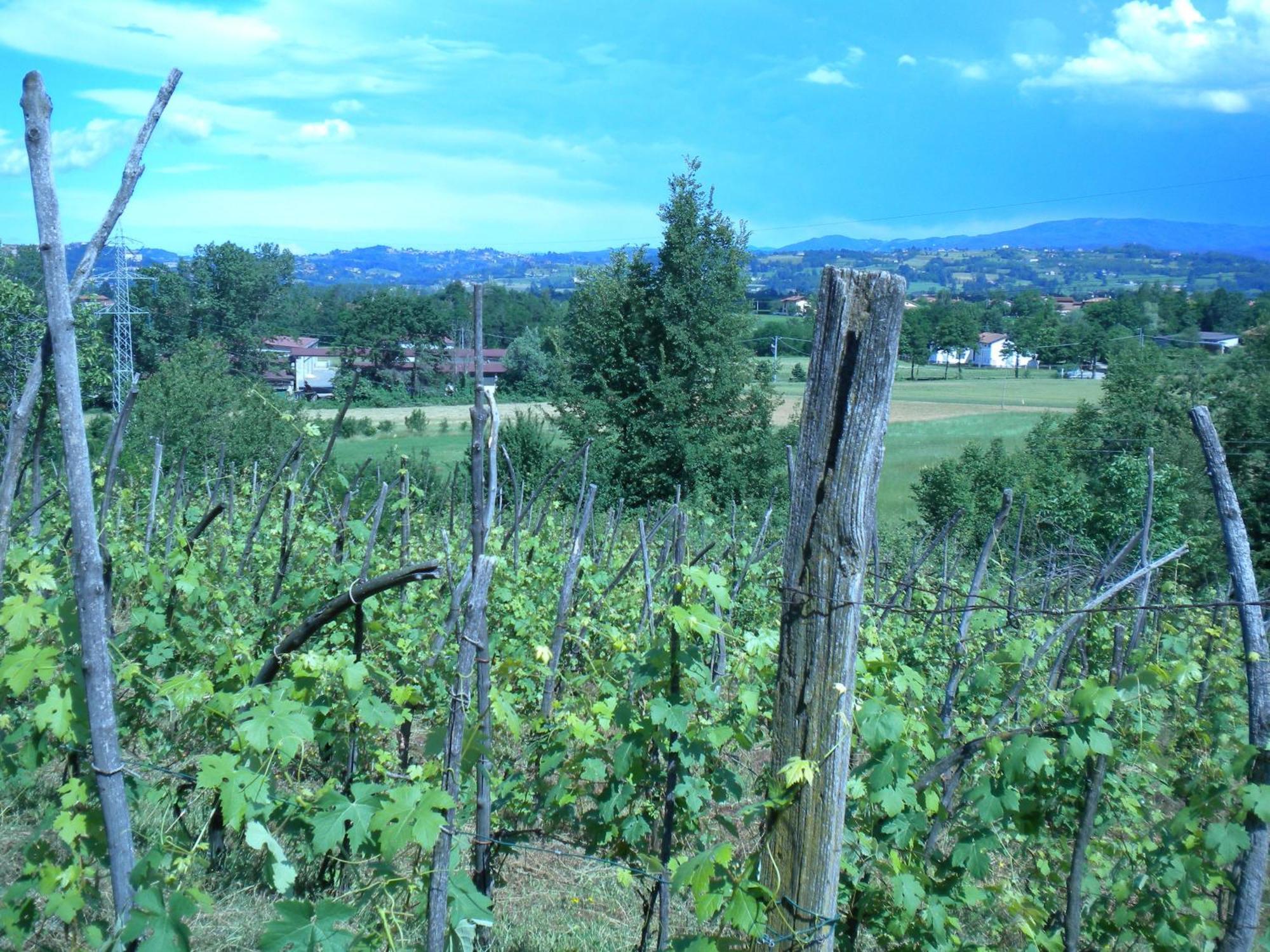 Agriturismo La Dimora Del Contadino Mondovì Eksteriør billede